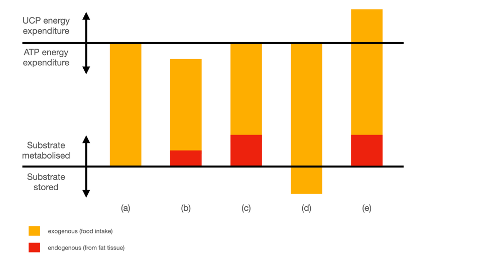 Spontaneous Fat Loss vs. Caloric Restriction